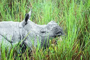Unicornis: India, Assam, Kaziranga national park, Unesco World