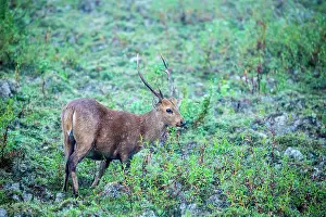 Cervid: India, Assam, Kaziranga national park, Unesco World