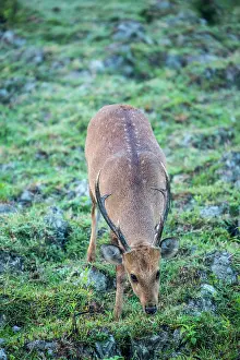 Cervid: India, Assam, Kaziranga national park, Unesco World