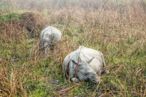 Unicornis: India, Assam, Kaziranga national park, Unesco World