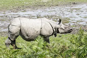 Unicornis: India, Assam, Kaziranga national park, Unesco World
