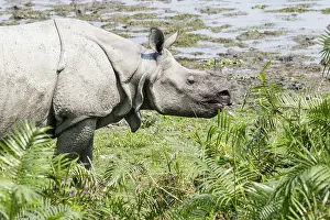 Unicornis: India, Assam, Kaziranga national park, Unesco World