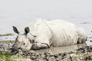 Unicornis: India, Assam, Kaziranga national park, Unesco World