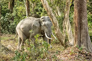 Kaziranga: India, Assam, Kaziranga national park, Unesco World