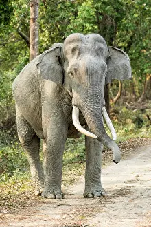 Kaziranga: India, Assam, Kaziranga national park, Unesco World