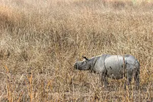 Unicornis: India, Assam, Kaziranga national park, Unesco World