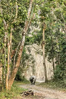 Unicornis: India, Assam, Kaziranga national park, Unesco World
