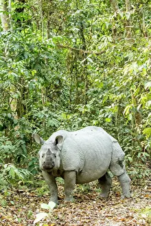 Unicornis: India, Assam, Kaziranga national park, Unesco World