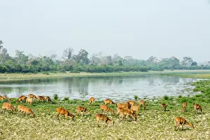 Cervid: India, Assam, Kaziranga national park, Unesco World