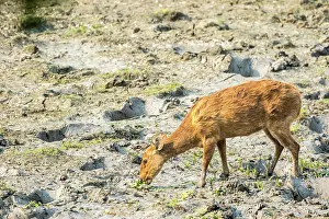 Cervid: India, Assam, Kaziranga national park, Unesco World