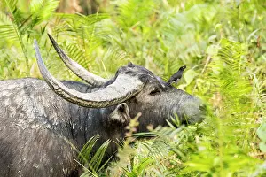 Bubalus: India, Assam, Kaziranga national park, Unesco World