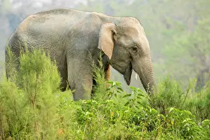 Kaziranga: India, Assam, Kaziranga national park, Unesco World