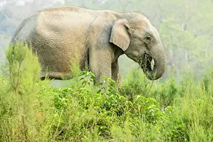 Kaziranga: India, Assam, Kaziranga national park, Unesco World