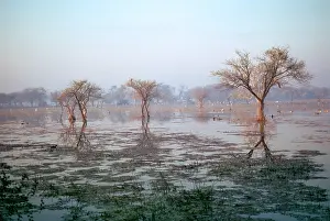 Bharatpur: India - Bharatpur Marsh