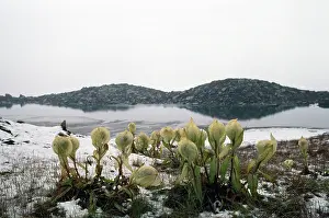 Higher: India - Brahm Kamal Flowers. Sacred flower of higher