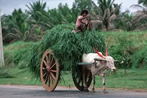 Cart: India - Bullock cart loaded with grass