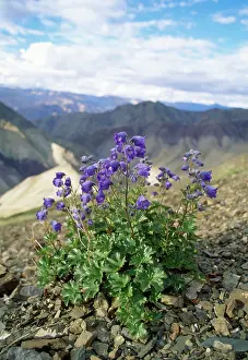 Ladakh: India - Delphinium Flowers - view across Ludus