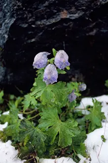 Delphinium: India - Delphinium Species - 13, 600ft