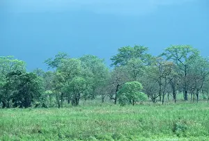 Manas: India - Manas Tiger Reserve, Monsoon cloud