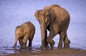 Proboscis: India, Nagarhole National Park. Asian elephant family