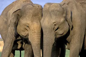 Amount: India, Nagarhole National Park. Asian elephant herd