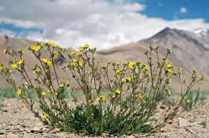 Potentilla: India - Potentilla Multifida Flowers - 15, 000 ft