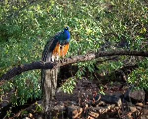 Peacock: India, Rajasthan. Ranthambore National Park. Male peafowl or