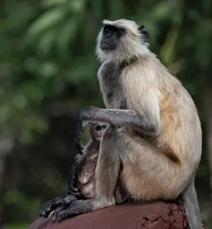 Peeking: India, Rajasthan. Ranthambore National Park. Female Grey