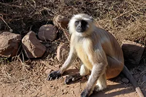 Dussumieri: India, Ranthambore. Gray Langur monkey of
