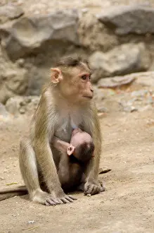 Nurse: India, state of Maharashtra, Mumbai (aka