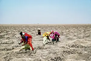 Prosopis: India - tending Prosopis plantation