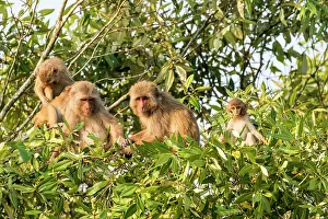 Rhesus: India, West Bengal, Sunderbans, Rhesus macaque (Macaca