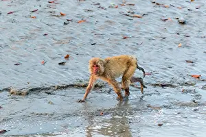 Rhesus: India, West Bengal, Sunderbans, Rhesus macaque (Macaca
