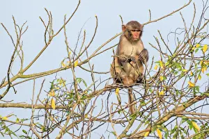 Rhesus: India, West Bengal, Sunderbans, Rhesus macaque (Macaca