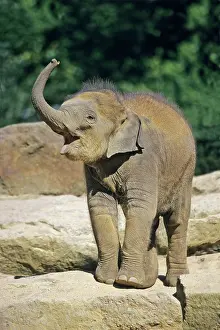 Trumpeting: Indian / Asian Elephant - baby animal trumpeting