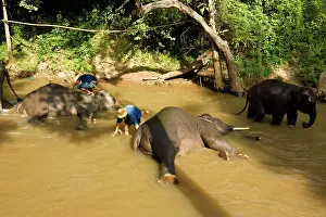 Indian / Asian Elephant - Bathing and cleaning