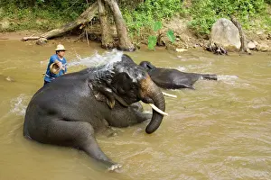 Mahout: Indian / Asian Elephant - Bathing and cleaning