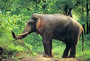 Masth: Indian / Asian Elephant breaking termite mound, double masth