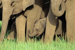 Mamamls: Indian / Asian Elephant - calf in herd