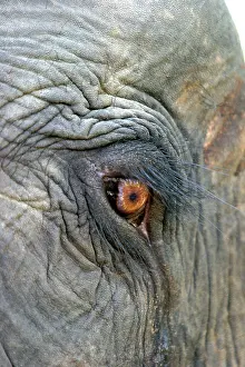 Lashes: Indian / Asian elephant - close-up of eye and surrounding