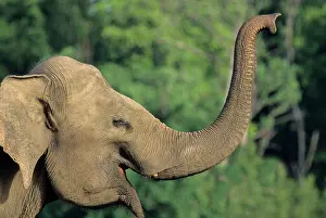 Laughing: Indian / Asian Elephant - communicating