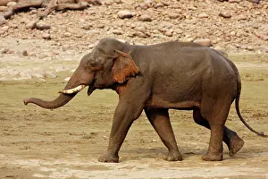 Vocalising: Indian / Asian Elephant communicating