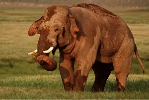 Tusk: INDIAN / ASIAN ELEPHANT - covered in mud