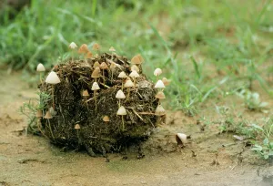 Faeces: Indian / Asian Elephant Dung - With toadstools