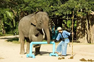 Mahout: Indian / Asian Elephant - Elephant and mahout during