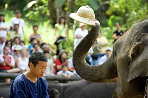 Mahout: Indian / Asian Elephant - Elephant and its mahout