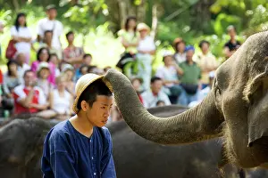 Mahout: Indian / Asian Elephant - Elephant and its mahout