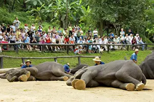 Mahouts: Indian / Asian Elephant - Elephant show with mahouts