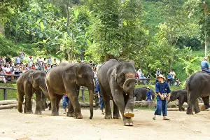 Mahouts: Indian / Asian Elephant - Elephant show with mahouts