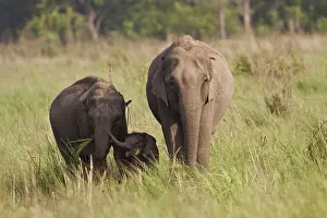 Amount: Indian Asian Elephant family in the savannah, Corbett